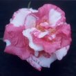 Indian Summer Variegated